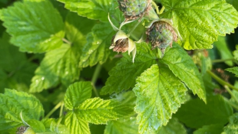 Raspberry in the orchard 