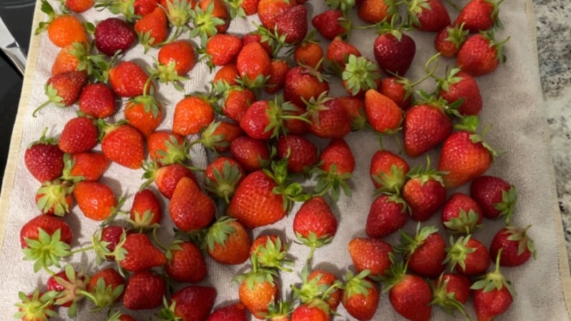 Strawberries 