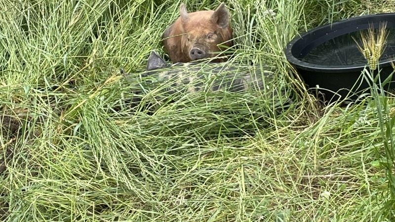 Pigs