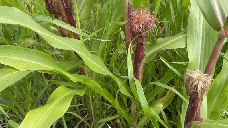 Corn