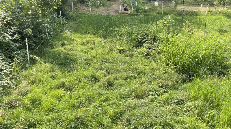 More pasture about 35day after pigs moved