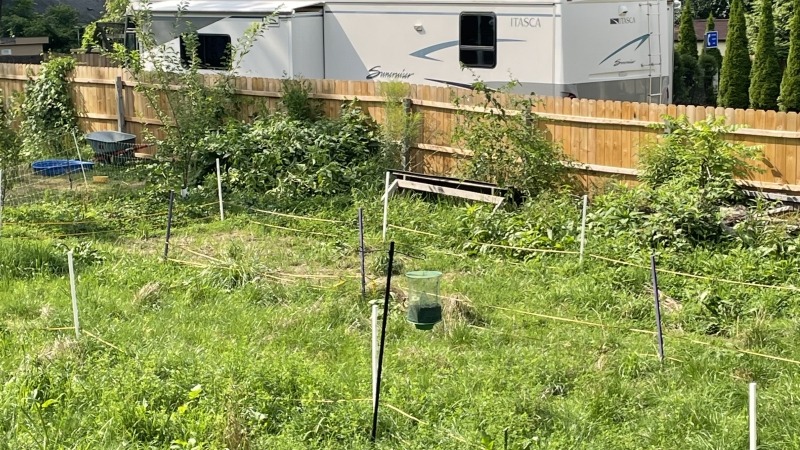 Picture of pasture pigs were in 