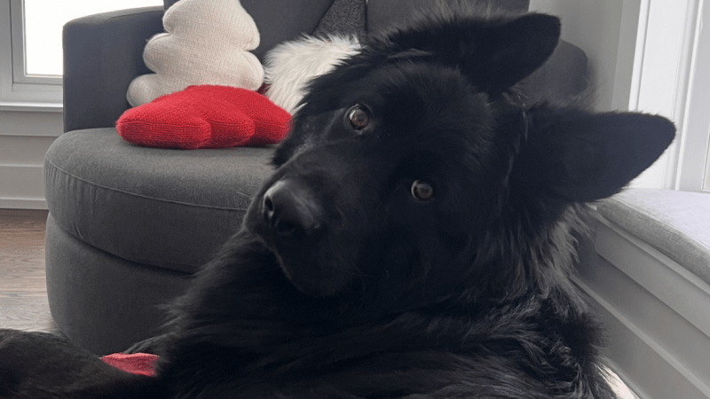  My dog who would love some more property too!