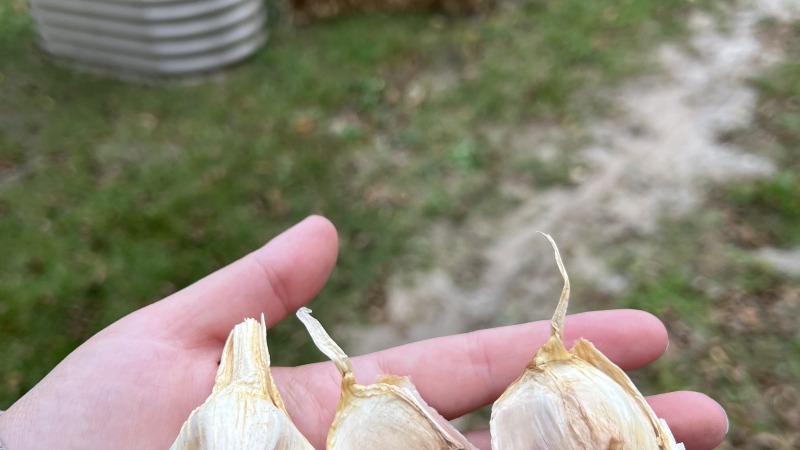 Three garlic cloves in a woman’s hand, with raised garden beds in the background. 