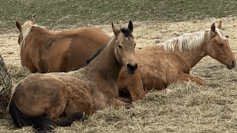 My 3 horses