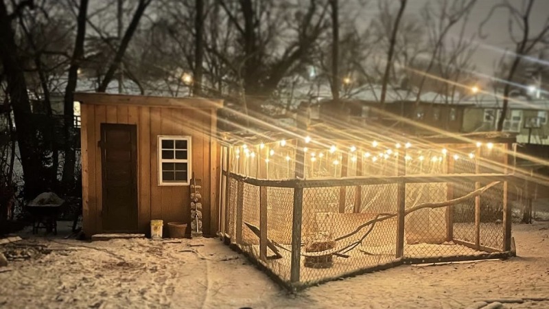 Finish chicken coop and run