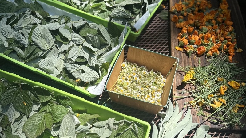 Daily forage/harvest haul for our family + apothecary. 