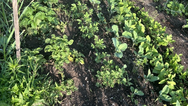 Potatoes 