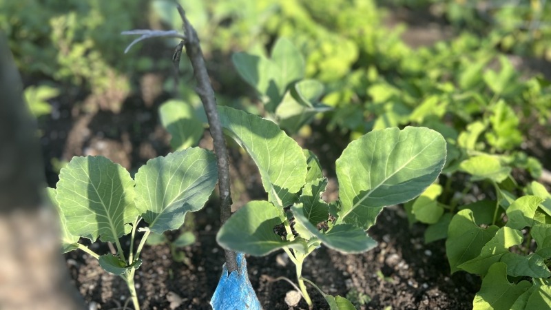Beans and cabbage 