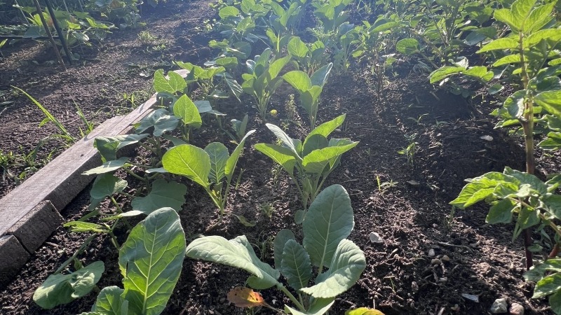 Cabbage 