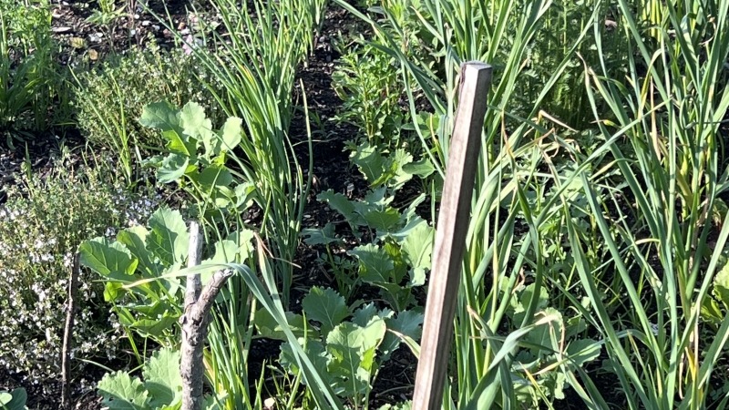 Garlic, and the winter sowed kohlrabi 