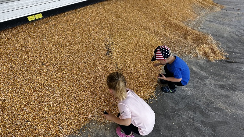 More corn