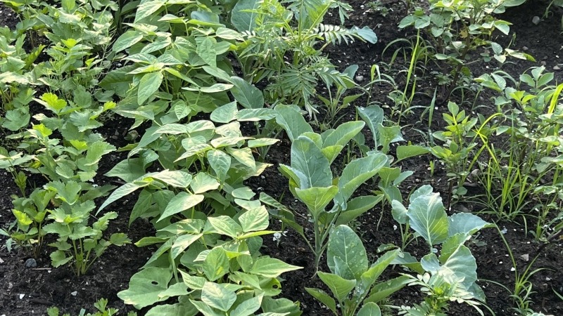 Cabbage plants that I winter sowed and replanted in the garden