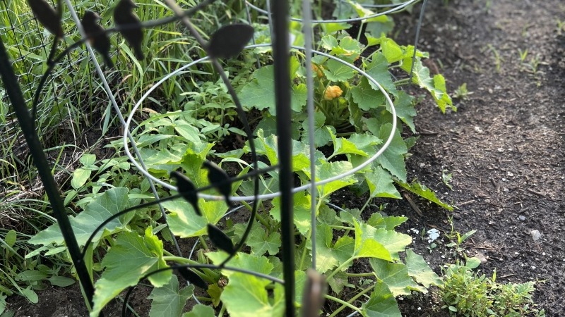 Zucchini that I started from seed indoors in the greenhouse and surprisingly survived transplanting 