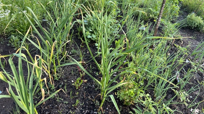 Garlic that I planted last fall