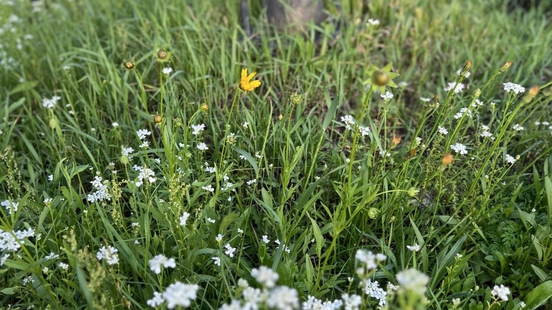 Wildflowers 