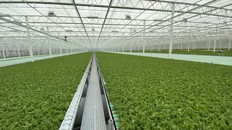 CEA farm I consulted on 