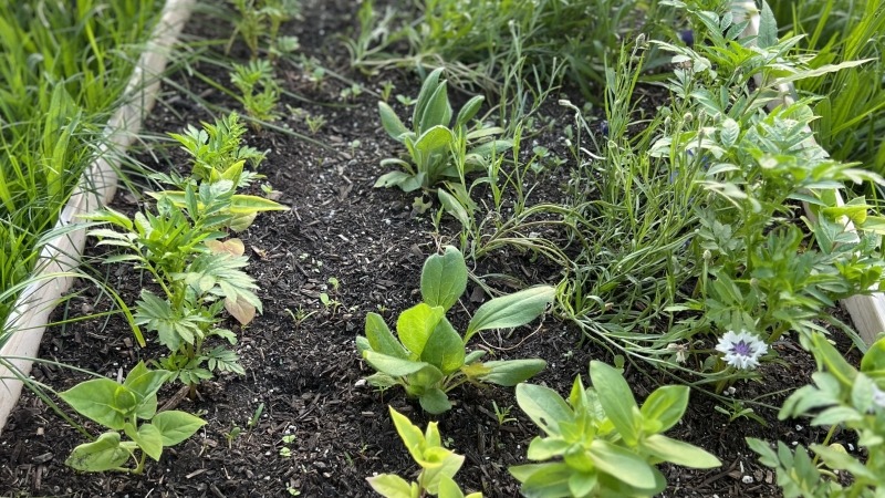 Zinnia,, marigolds, cosmos and bachelor button that grew from seed and started in a greenhouse 
