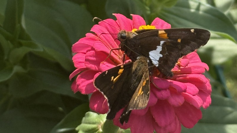 Flower patch 