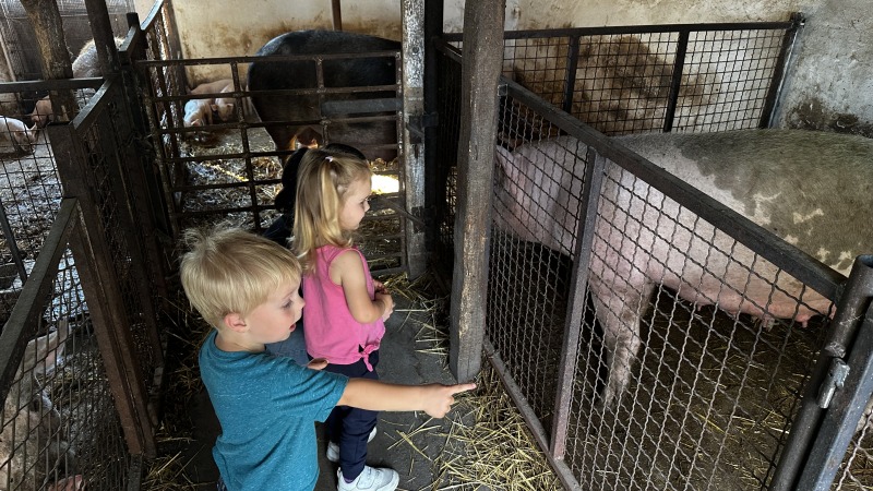 Checking out the little piglets at my friends house in Serbia.