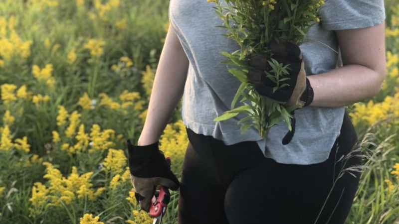 Golden rod harvest from local patch.