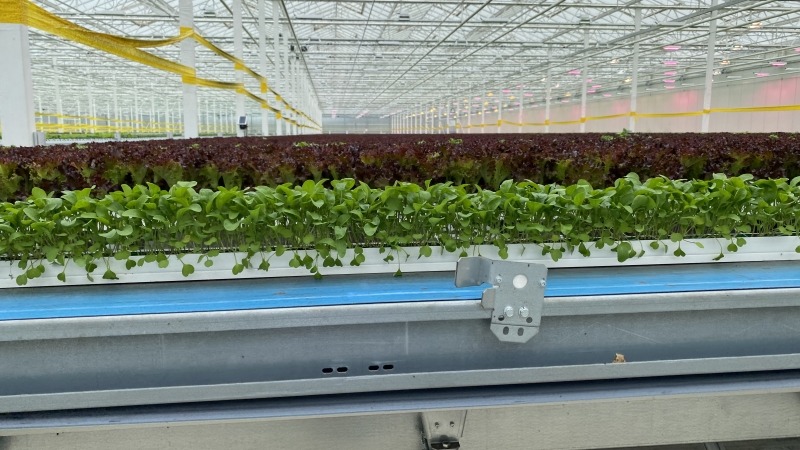 CEA farm I consulted on 
