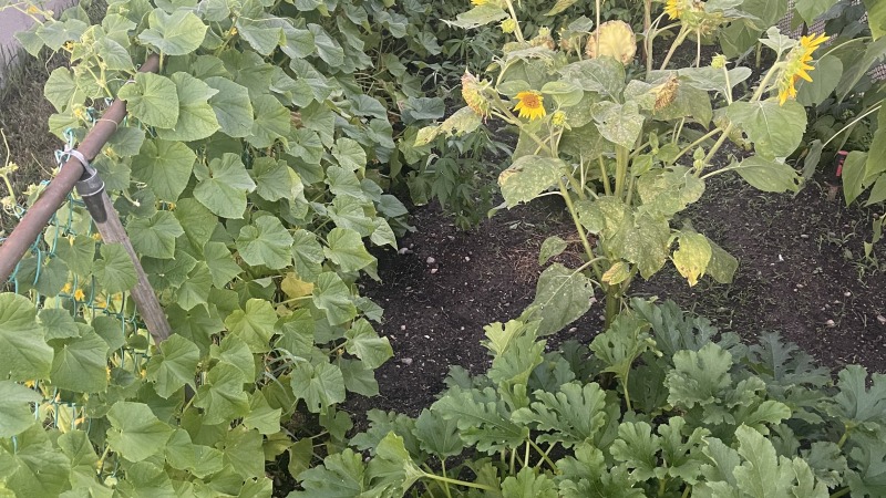 Blankenship garden 2025