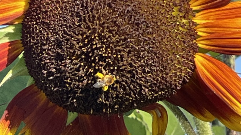 Early morning bee and sunflower