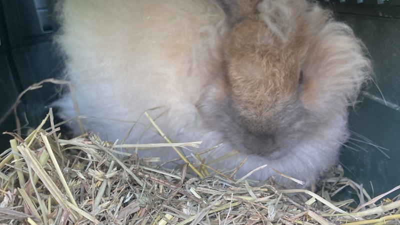 A light colored angora rabbit in a carrier with hay