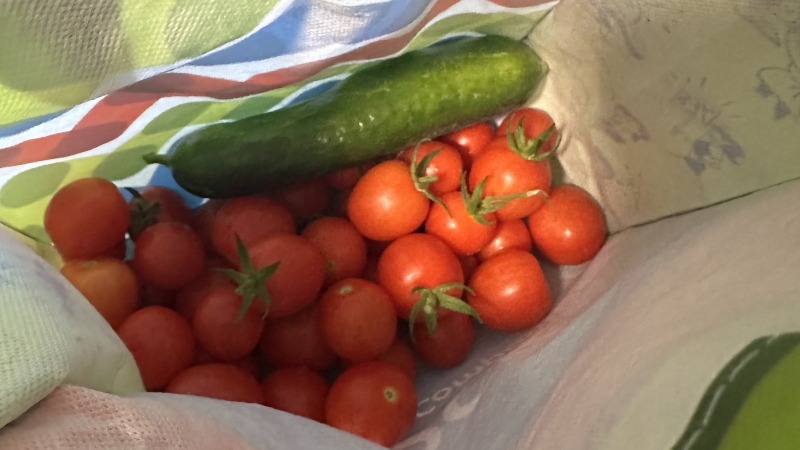 From our Michigan garden 