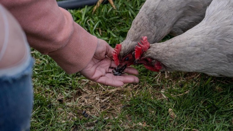 Pasture raised happy hens