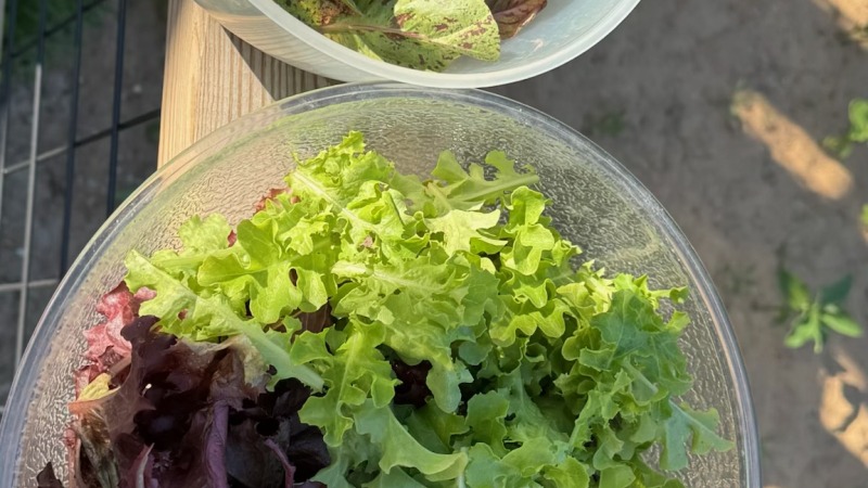 Three types of harvested lettuce in bowls
