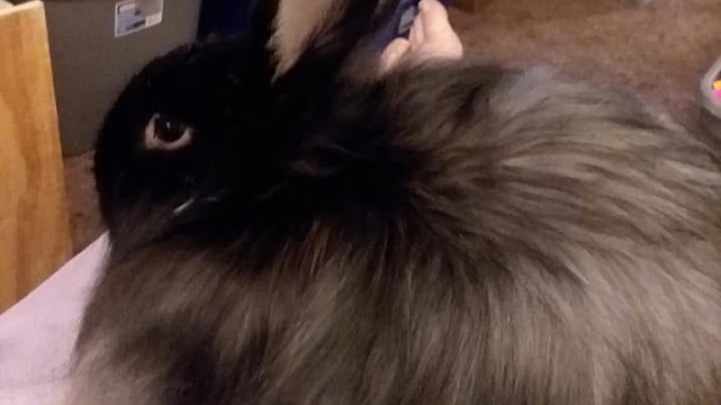 A black French angora rabbit sitting on a person’s lap, clean face and ears but very fluffy