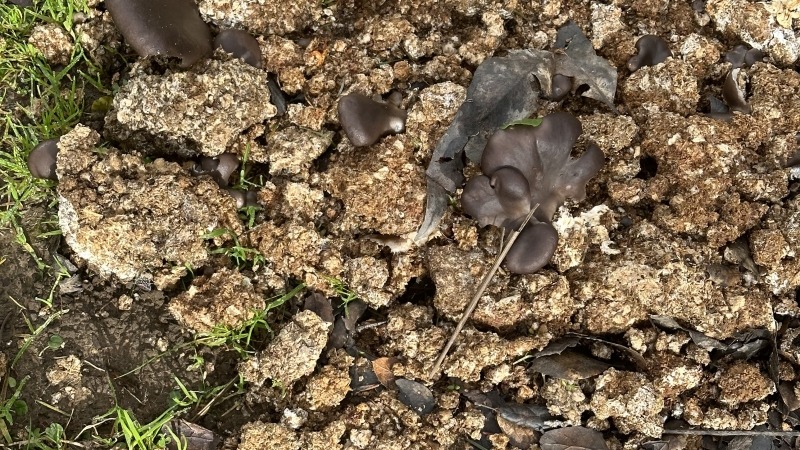 Fruiting mushrooms on inoculated garden patch. 