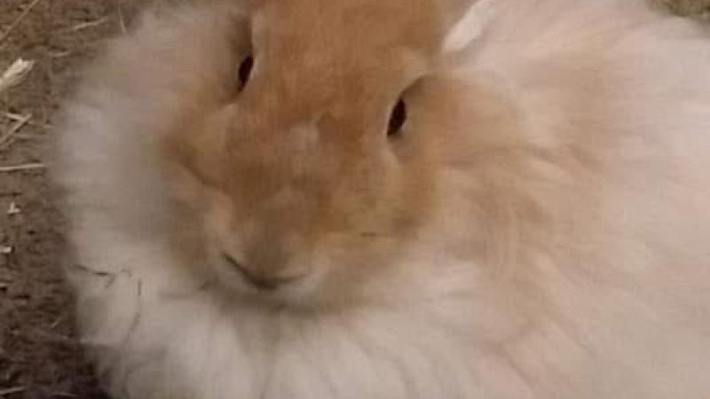 A light colored angora rabbit with a red-orange face and cream colored body looking at the camera.
