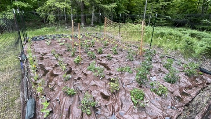 Our 200 square foot organic home garden
