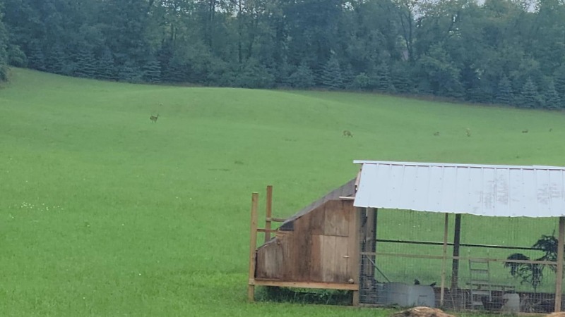 Self constructed chicken coops with producing hens 