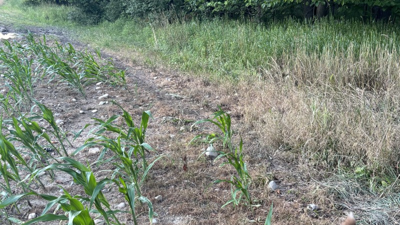 Roscoe hanging  at our old field 