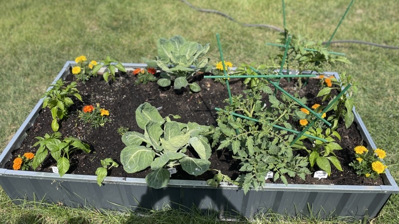 Short raised bed back view