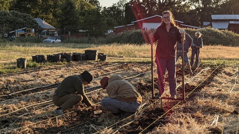 Abbie - maize beds