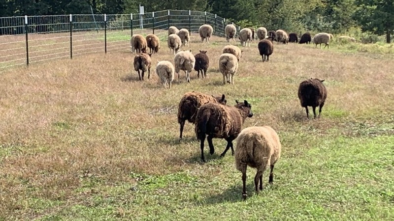 Sheep grazing
