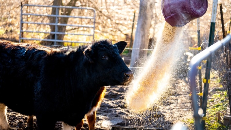 The matriarch of the beef cattle.