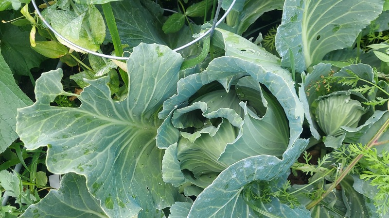 Cabbage from our garden 2025