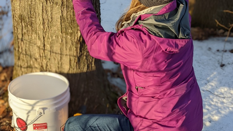 Tapping maples. We tagged these trees in the fall. 