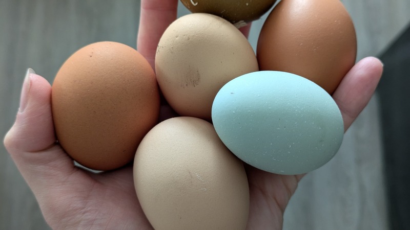 We also keep 20 laying hens for fresh eggs