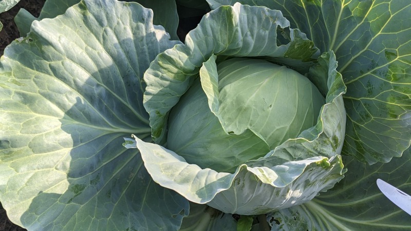 Cabbage