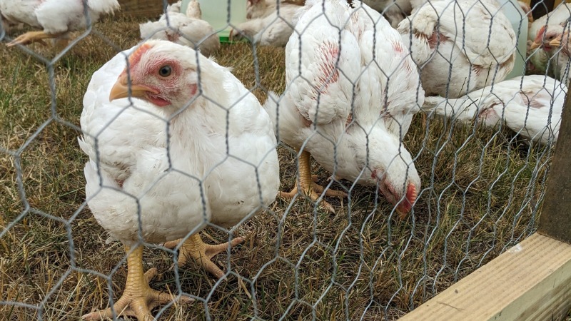 We have raised Cornish cross and freedom rangers in pasture for several years now 