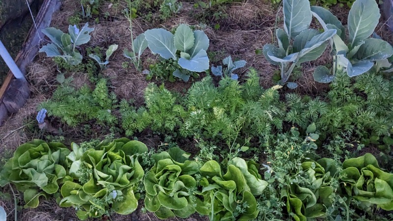 Lettuces and brassicas