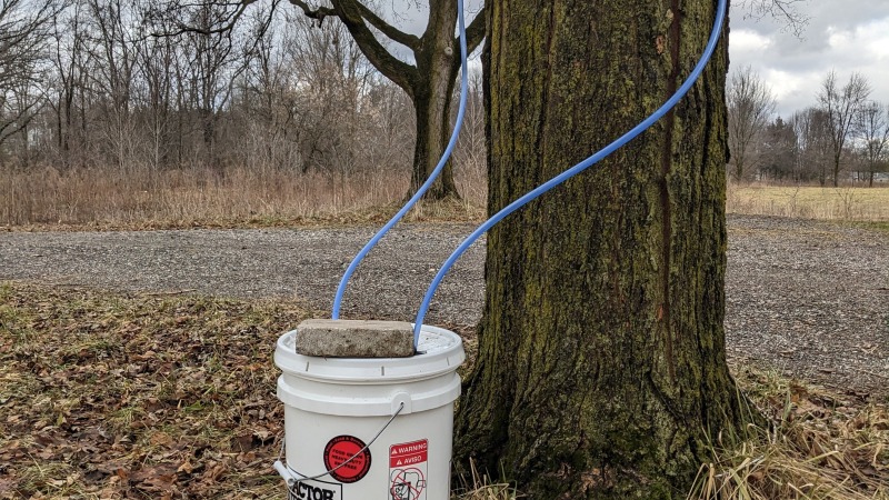 We have spent a couple of years tapping maples and partnering with a local maple syrup co-op