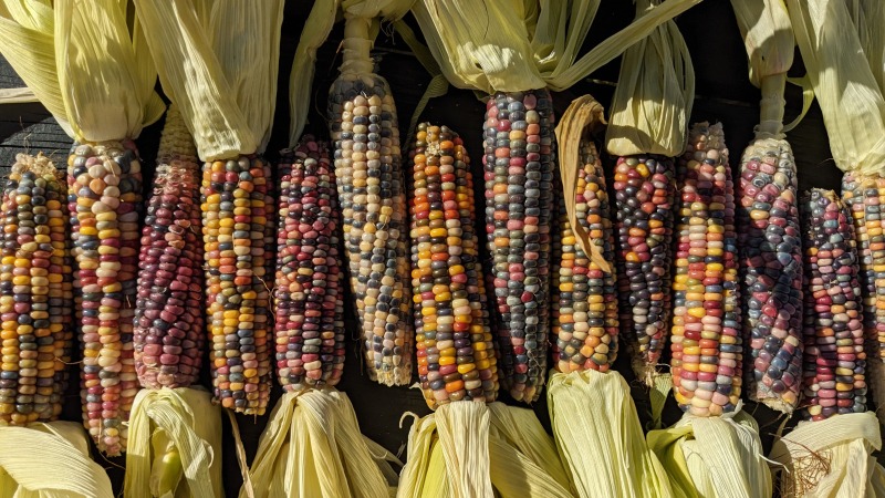 We have seen success with corn